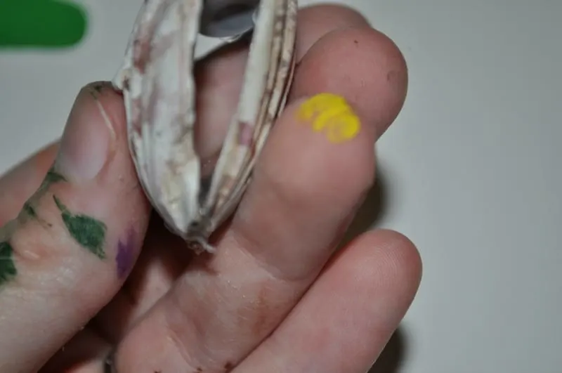 Shell ends glued together