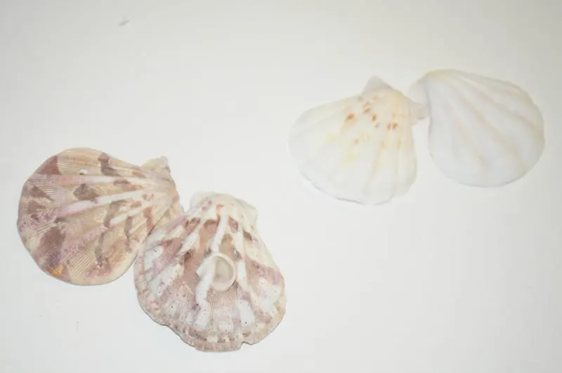 Matching seashell pair
