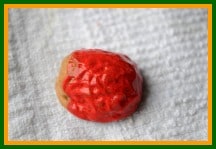 walnut ladybird craft
