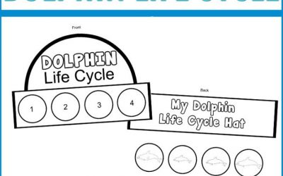 life cycle of dolphin craft