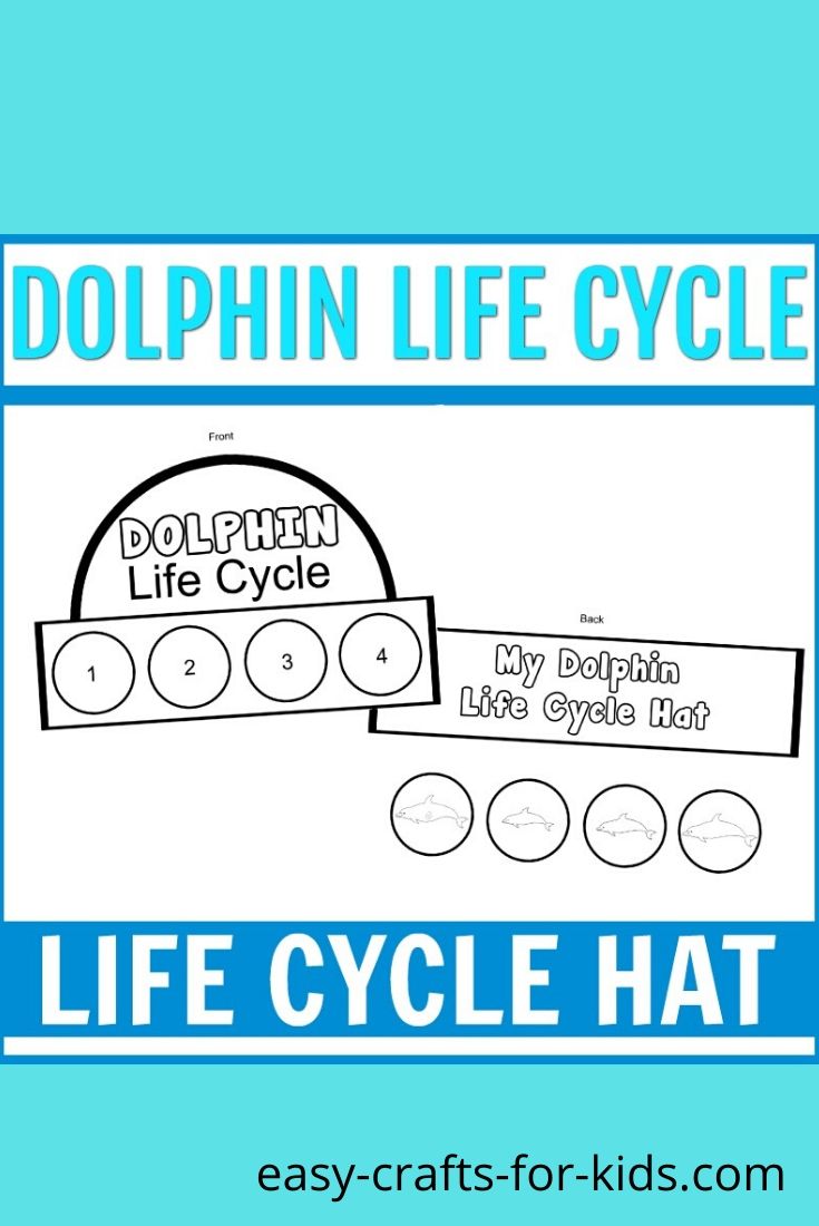life cycle of dolphin craft