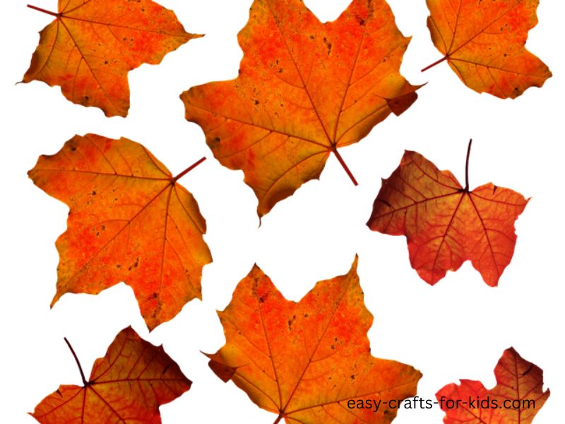 maple leaves drawing inspiration