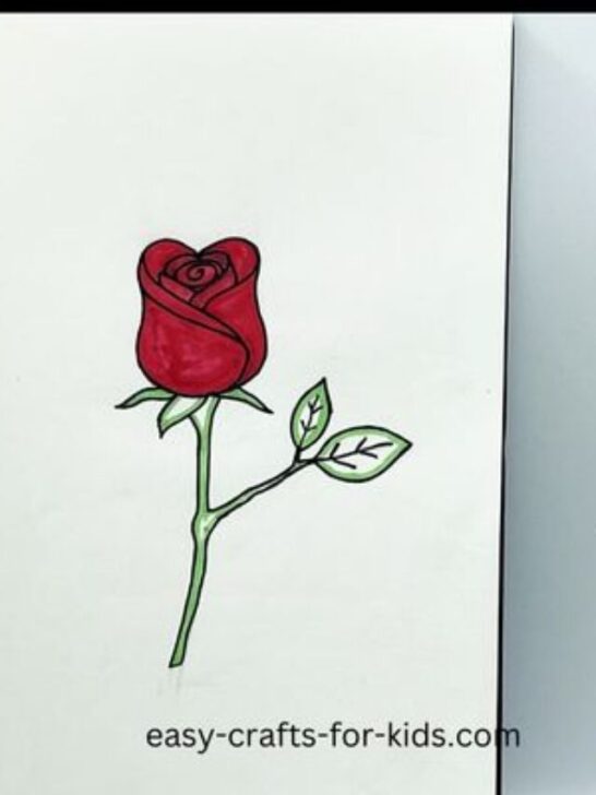 how to draw a rose in color