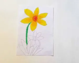 how to draw daffodil in color