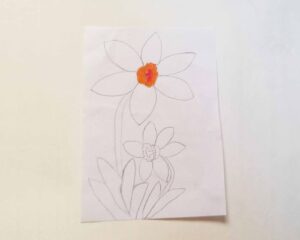 how to draw daffodil on paper